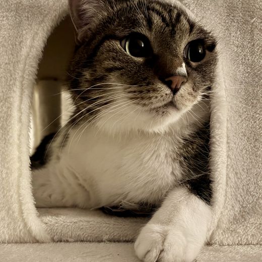 Ocy, gatto tigrato con pettorina bianca, affacciato dalla cuccia del tiragraffi